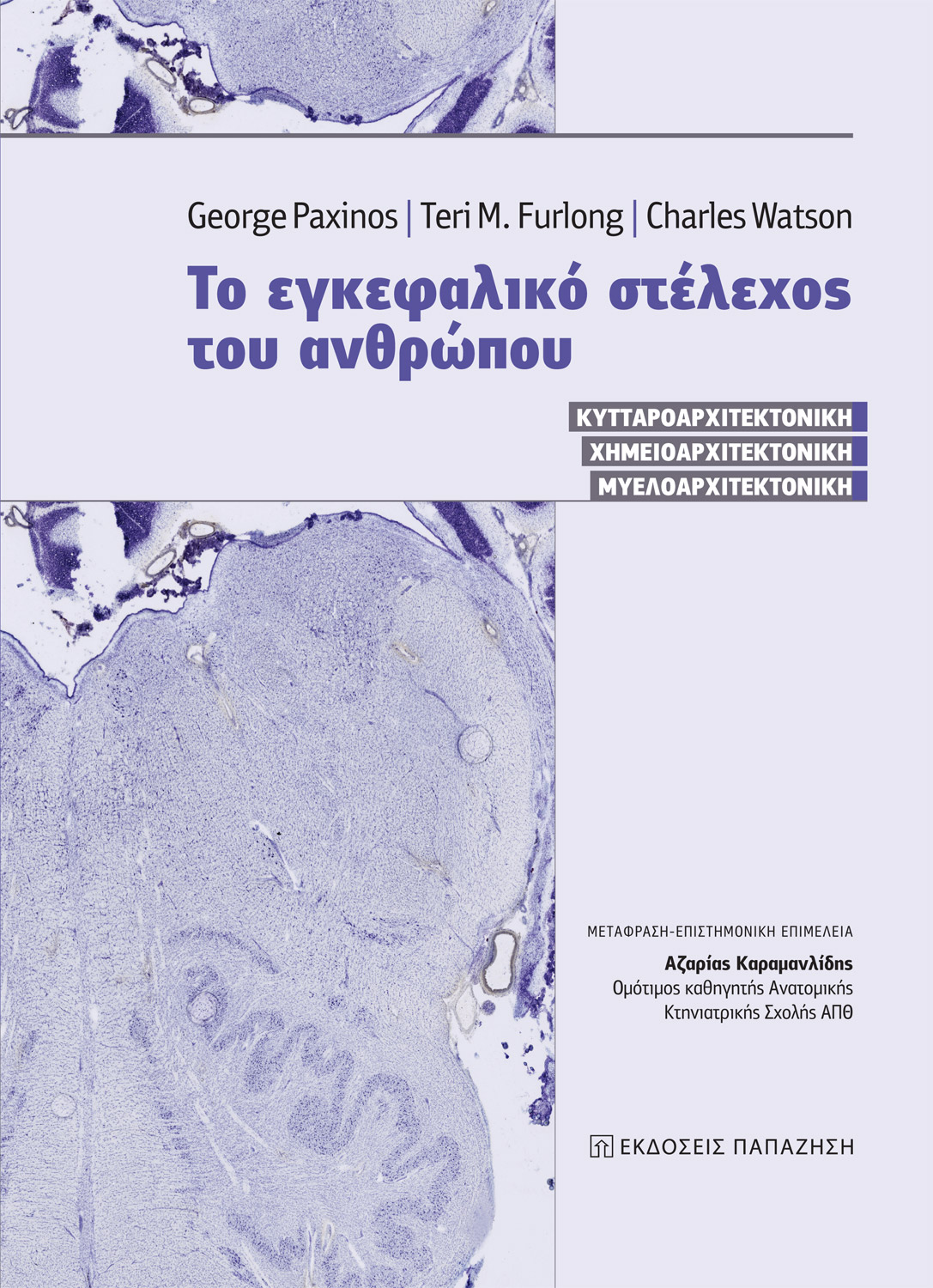 Το εγκεφαλικό στέλεχος του ανθρώπου